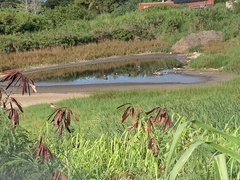 Himantopus mexicanus knudseni