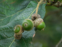 Quercus peduncularis