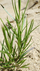 Stellaria longipes