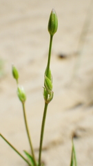 Stellaria longipes