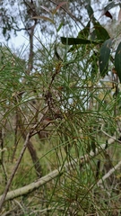 Hakea ulicina