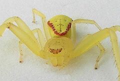 Thomisidae