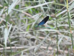 Matrona basilaris