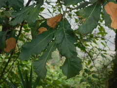Quercus peduncularis