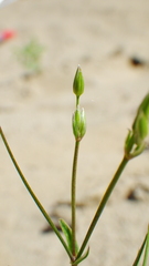 Stellaria longipes
