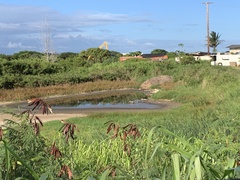 Himantopus mexicanus knudseni