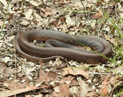 Oxyuranus scutellatus