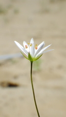 Stellaria longipes