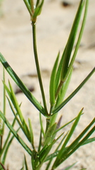 Stellaria longipes