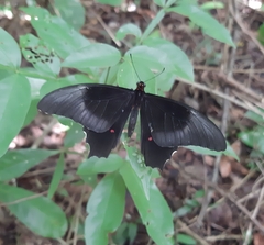 Heraclides rogeri rogeri