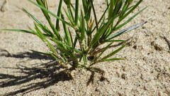 Stellaria longipes