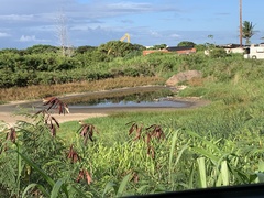 Himantopus mexicanus knudseni