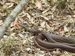 Oxyuranus scutellatus