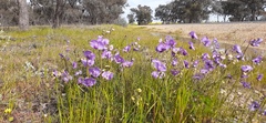 Swainsona procumbens