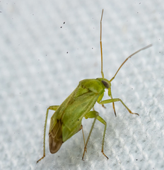 Taylorilygus apicalis