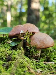Suillus weaverae