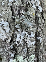 Parmotrema hypotropum