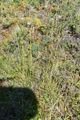 Eriophorum brachyantherum