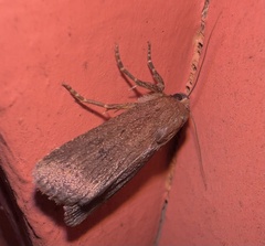 Amphipyra tragopoginis