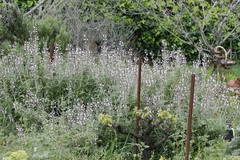 Salvia fruticosa