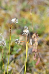 Eriophorum brachyantherum