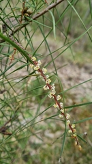 Hakea ulicina