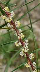 Hakea ulicina