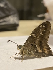 Eudamini