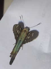 Eudamini