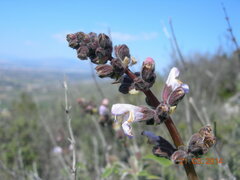 Salvia fruticosa