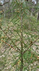 Hakea ulicina