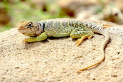 Crotaphytus collaris