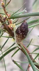 Hakea ulicina