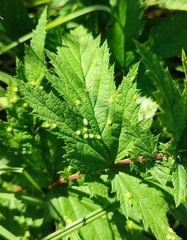 Dasineura ulmaria