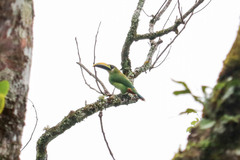 Aulacorhynchus prasinus