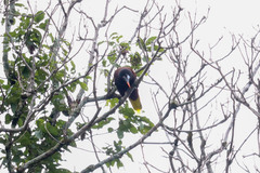 Psarocolius montezuma