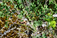 Astragalus norvegicus