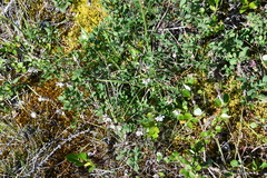 Astragalus norvegicus
