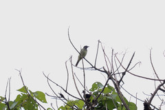 Myiodynastes luteiventris