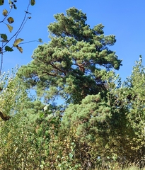Pinus sylvestris