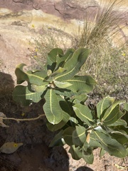 Asclepias latifolia