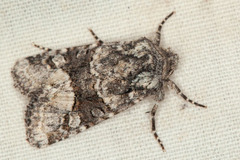 Lacinipolia olivacea