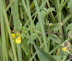 Calceolaria