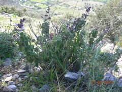 Salvia fruticosa