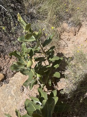 Asclepias latifolia