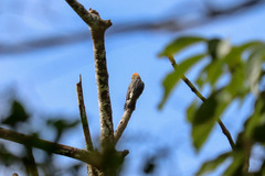 Melanerpes hoffmannii