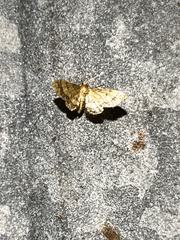 Idaea celtima