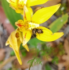 Caladenia flava flava