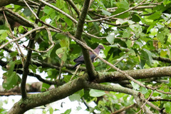 Patagioenas flavirostris
