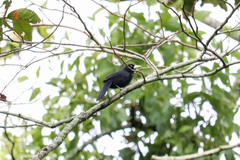 Amblycercus holosericeus
